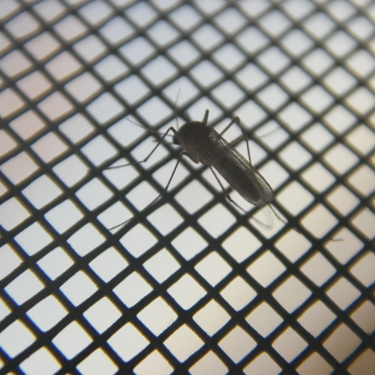 Tela Mosquiteira Magnética Anti-Insetos